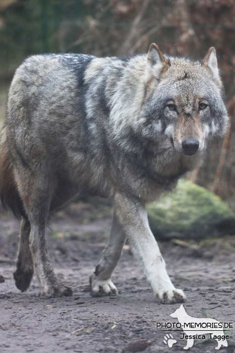 Europäischer Wolf im Wildpark