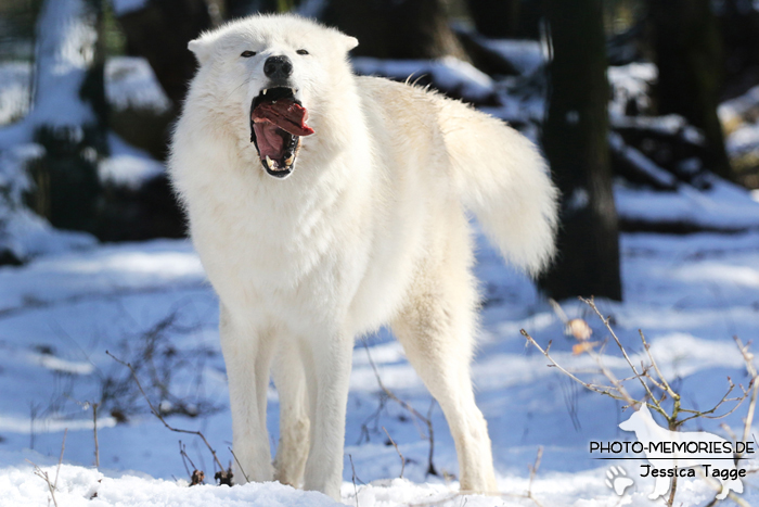 Hudson Bay Wolf im Wolfcenter