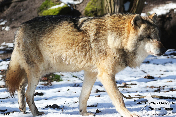 Europäischer Grauwolf im Wolfcenter