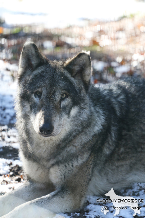 Europäischer Grauwolf im Wolfcenter