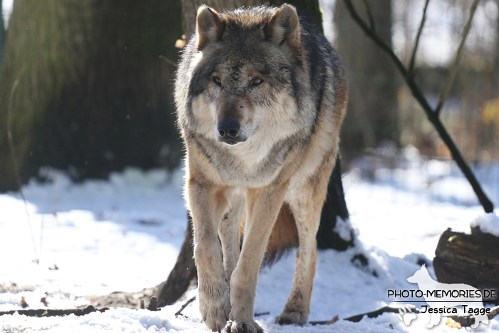 Europäischer Grauwolf im Wolfcenter