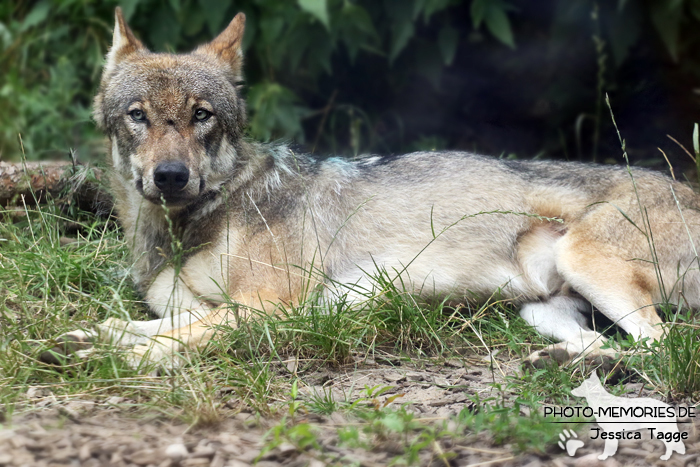 Europäischer Wolf im Wildpark