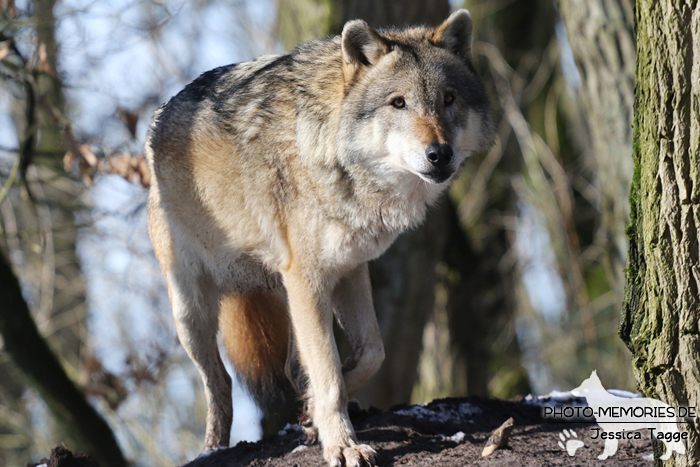 Europäischer Grauwolf im Wolfcenter