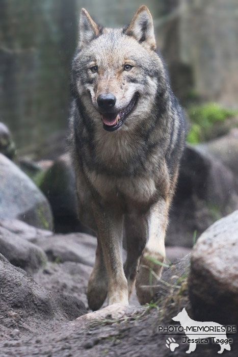 Europäischer Wolf im Wildpark