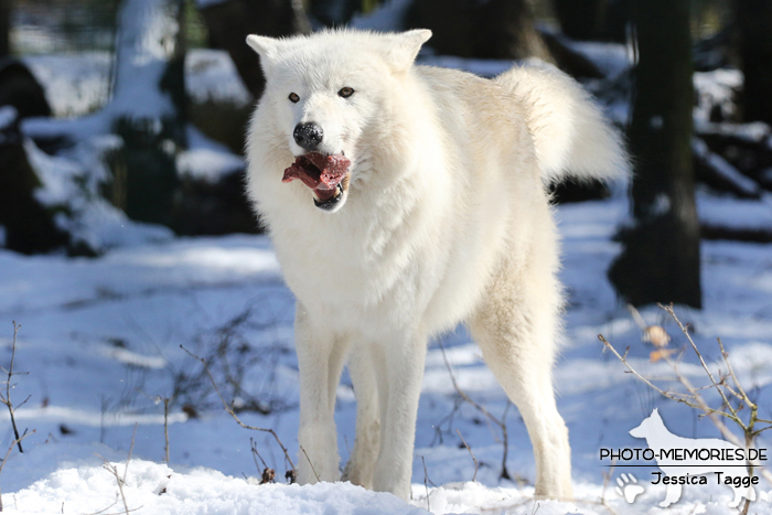 Hudson Bay Wolf im Wolfcenter