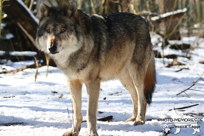 Europäischer Grauwolf im Wolfcenter