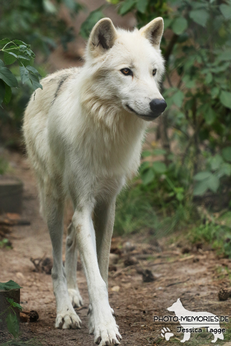 Polarwolf im Wildpark