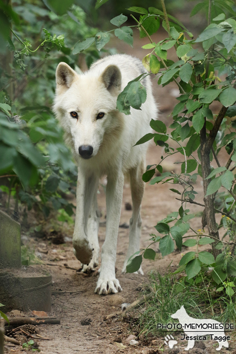 Polarwolf im Wildpark