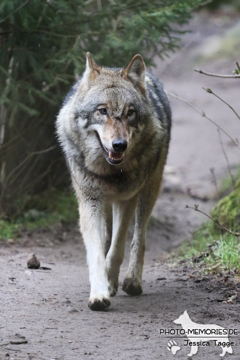 Europäischer Wolf im Wildpark