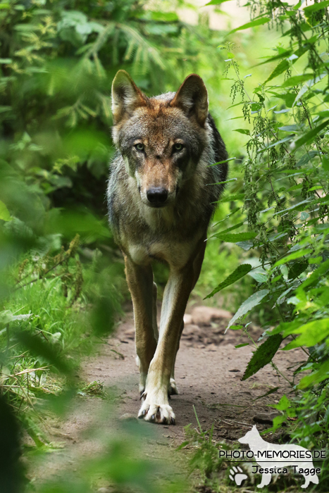 Europäischer Wolf im Wildpark