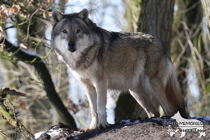 Europäischer Grauwolf im Wolfcenter