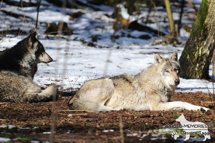 Europäischer Grauwolf im Wolfcenter