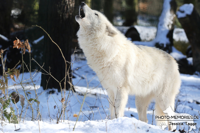 Hudson Bay Wolf im Wolfcenter