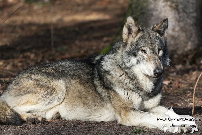 Europäischer Grauwolf im Wolfcenter