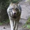 Europäischer Wolf im Wildpark