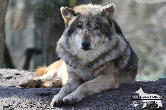 Europäischer Grauwolf im Wolfcenter