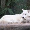 Polarwolf im Wildpark