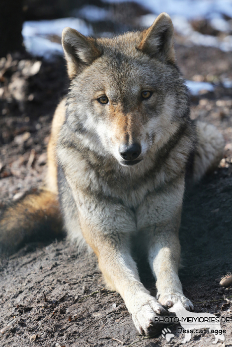 Europäischer Grauwolf im Wolfcenter