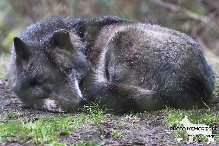 Timberwolf im Wildpark