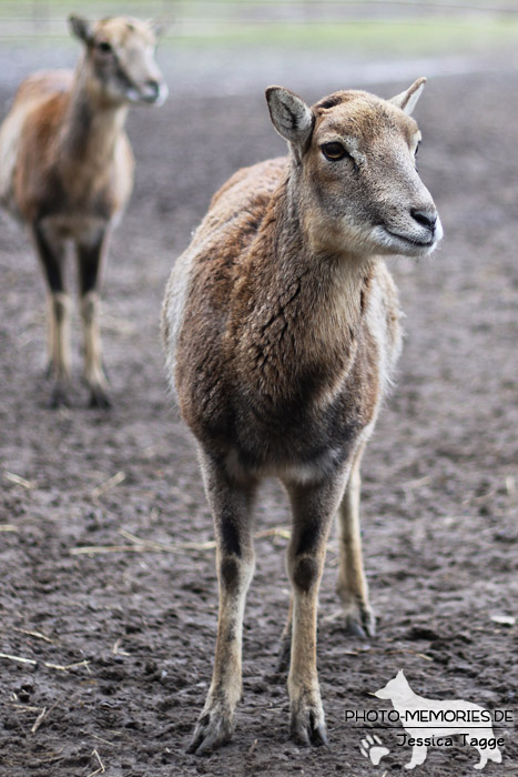 Wild im Wildpark