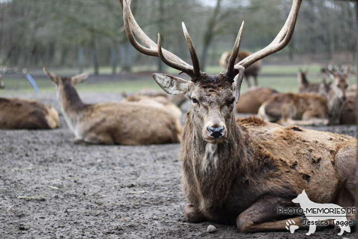 Hirsch im Wildpark