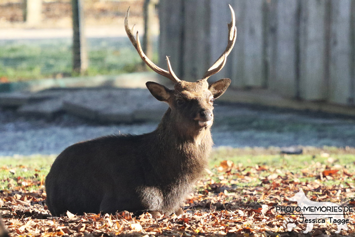 Hirsch im Tierpark