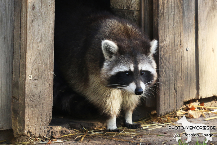 Waschbär im Tierpark