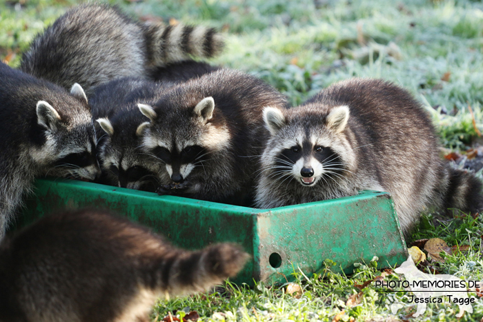 Waschbär im Tierpark