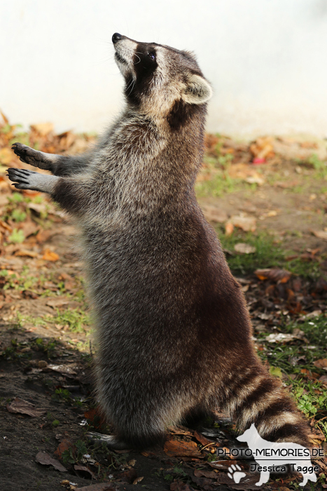 Waschbär im Tierpark