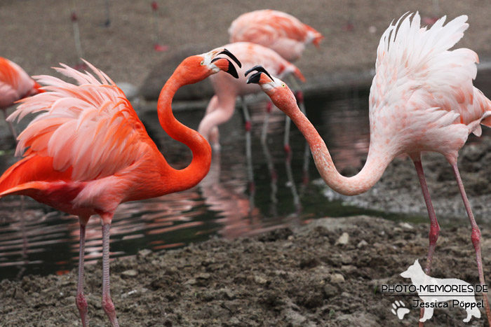 Flamingos im Zoo