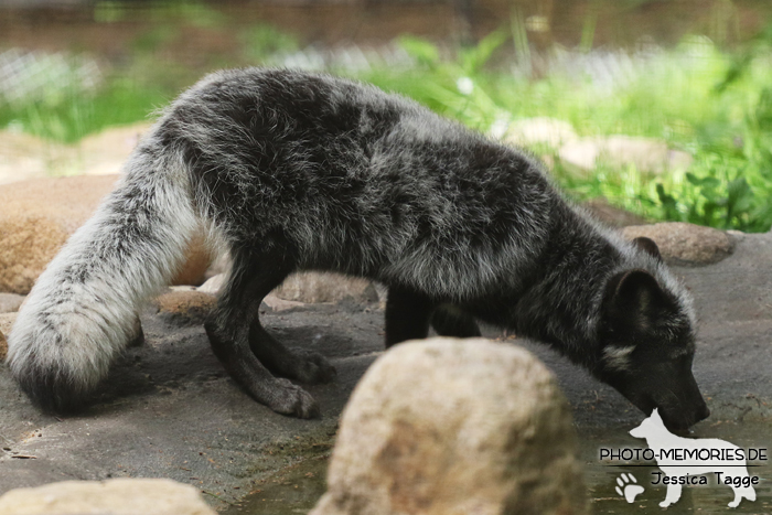 Fuchs im Wildpark