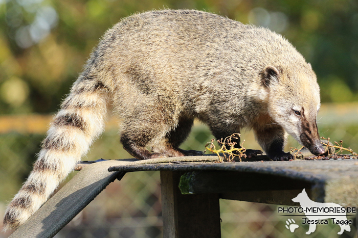 Ameisenbär im Tierpark