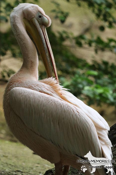 Pelikan im Wildpark