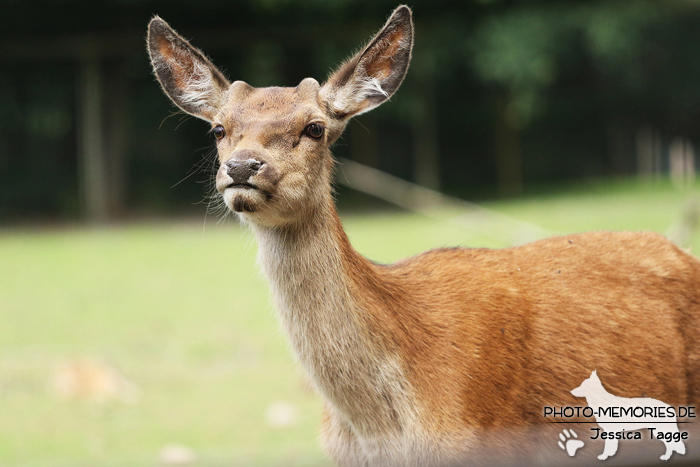 Reh im Wildpark