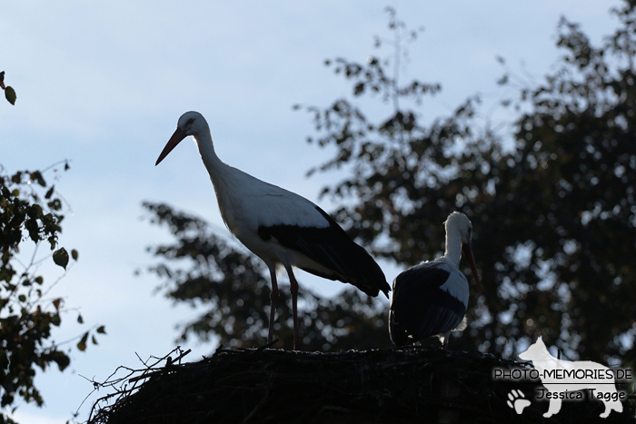 Storch im Tierpark