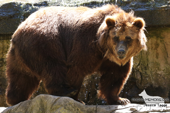 Bär im Wildpark