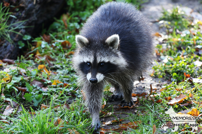 Waschbär im Tierpark