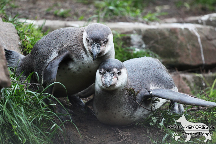 Pinguine im Zoo