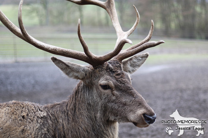 Hirsch im Wildpark