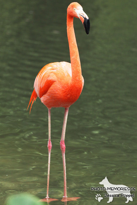 Flamingo im Zoo