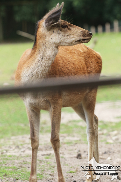 Reh im Wildpark