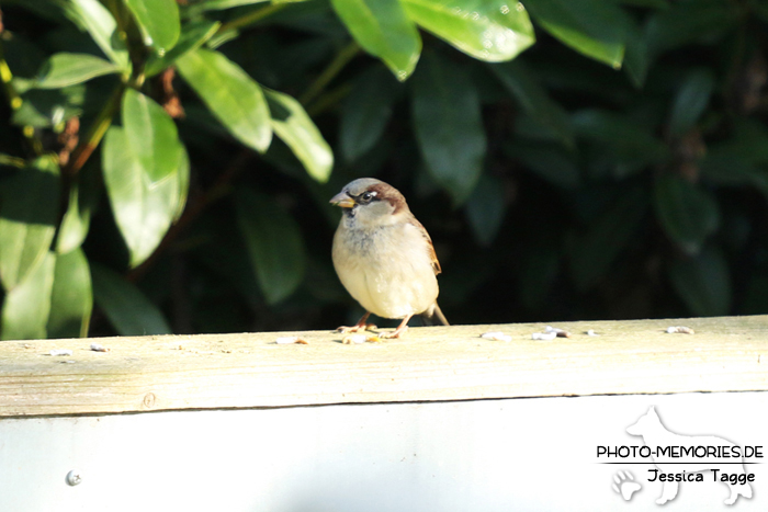 Vogel im Tierpark