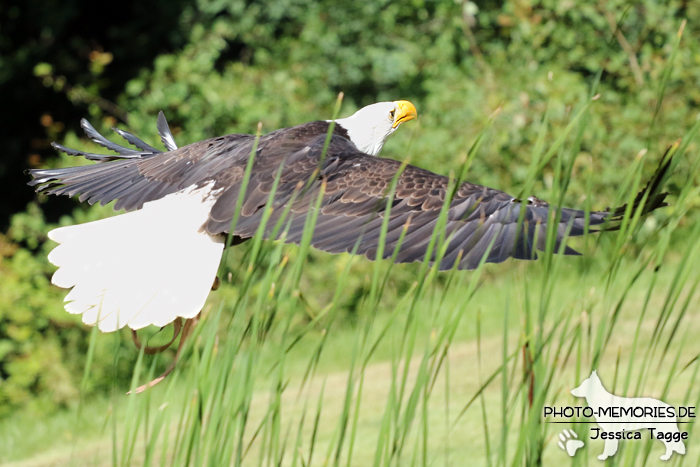 Adler im Wildpark