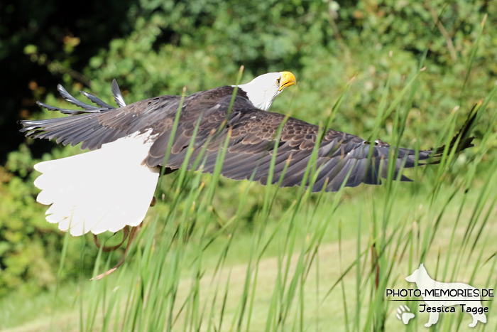 Adler im Wildpark