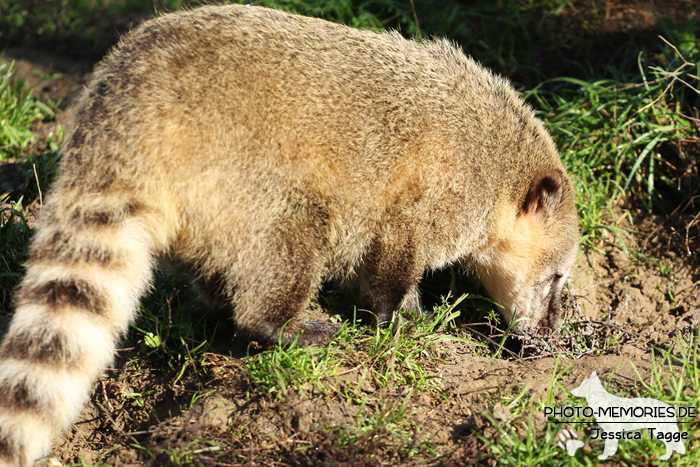 Ameisenbär im Tierpark