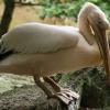 Pelikan im Wildpark