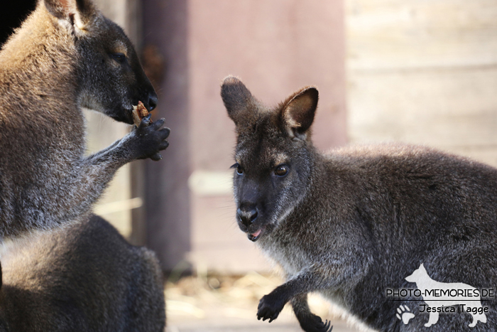 Kängurus im Tierpark