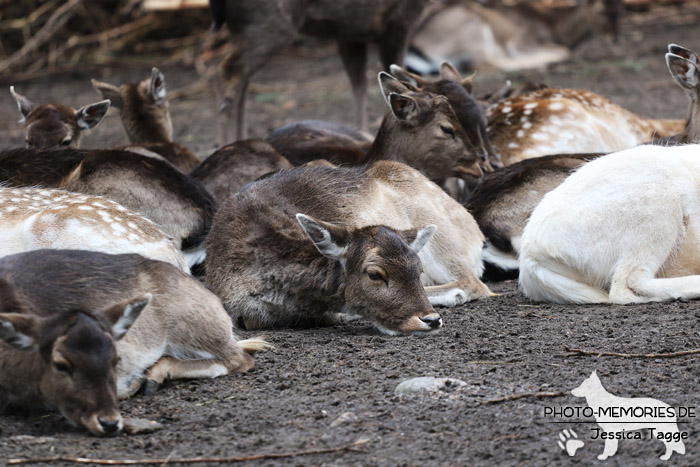 Rehe im Wildpark