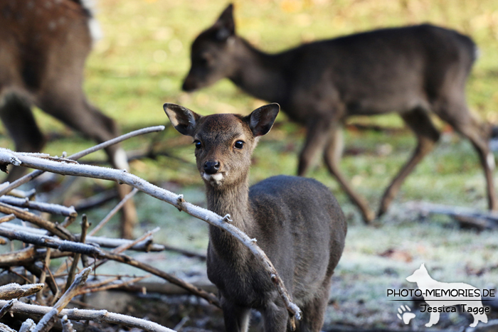 Rehkitz im Tierpark