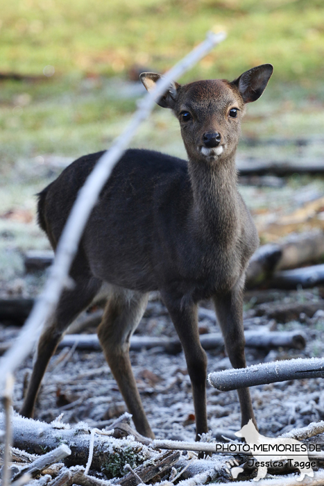 Rehkitz im Tierpark